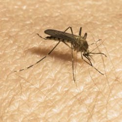 Orkin Mosquito 300x300 Orkin Mosquito 300x300