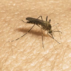 Orkin Mosquito Orkin Mosquito