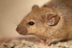 Orkin Rodent 300x200 Orkin Rodent 300x200