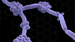 Photo Courtesy Centers For Disease Control And Prevention 0 5cee8c96f32ea