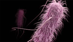 Ip Enterbacter 5cdc316629663 Ip Enterbacter 5cdc316629663