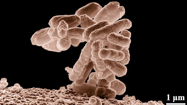 Bacteria 62993 1920