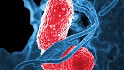 Bacteria 811861 1920 5d419f133d755 Bacteria 811861 1920 5d419f133d755