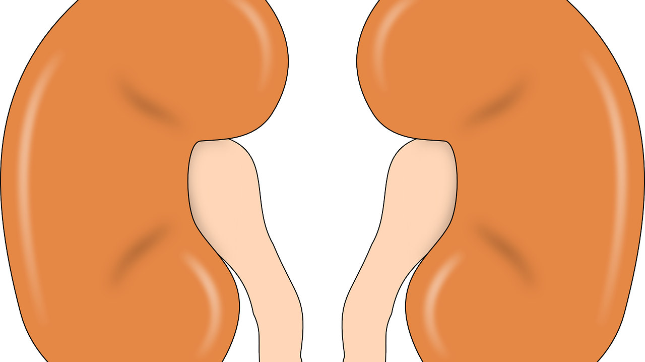 Kidney 147499 1280 5d273ec833f40