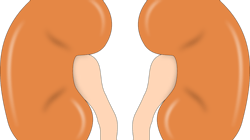 Kidney 147499 1280 5d273ec833f40 Kidney 147499 1280 5d273ec833f40
