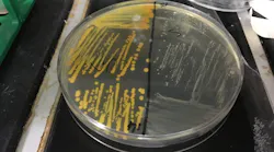 Cigarette smoke accelerates the emergence of antibiotic resistant Small Colony Variants (SCVs) in the human pathogen, Staphylococcus aureus. Left panel shows normal wild-type S aureus; Right panel shows gentamicin-resistant SCVs.