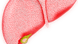 Liver 4081243 1920 5d48367db187a Liver 4081243 1920 5d48367db187a