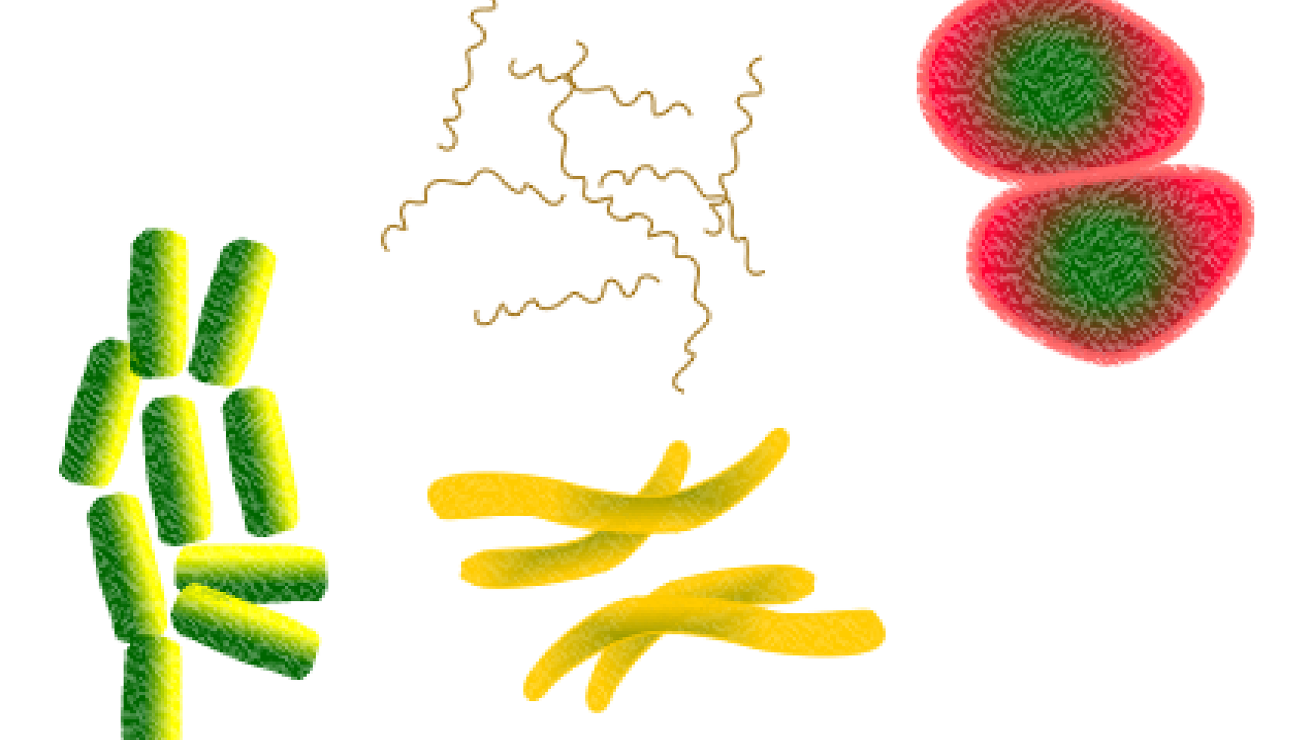 Bacteria 1450088 1920 5d779cafc932a