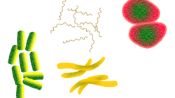 Bacteria 1450088 1920 5d779cafc932a Bacteria 1450088 1920 5d779cafc932a