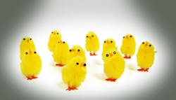 Chickens 5dcc5f43b3a36 Chickens 5dcc5f43b3a36