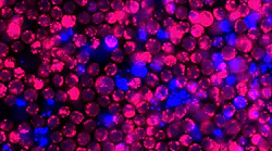 Nih Scientists Hiv And Siv Latency In Animals Pic 1 23 20du 5388373910 69827c3eff O Flickr Fda