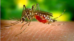 Mosquito 542156 1920