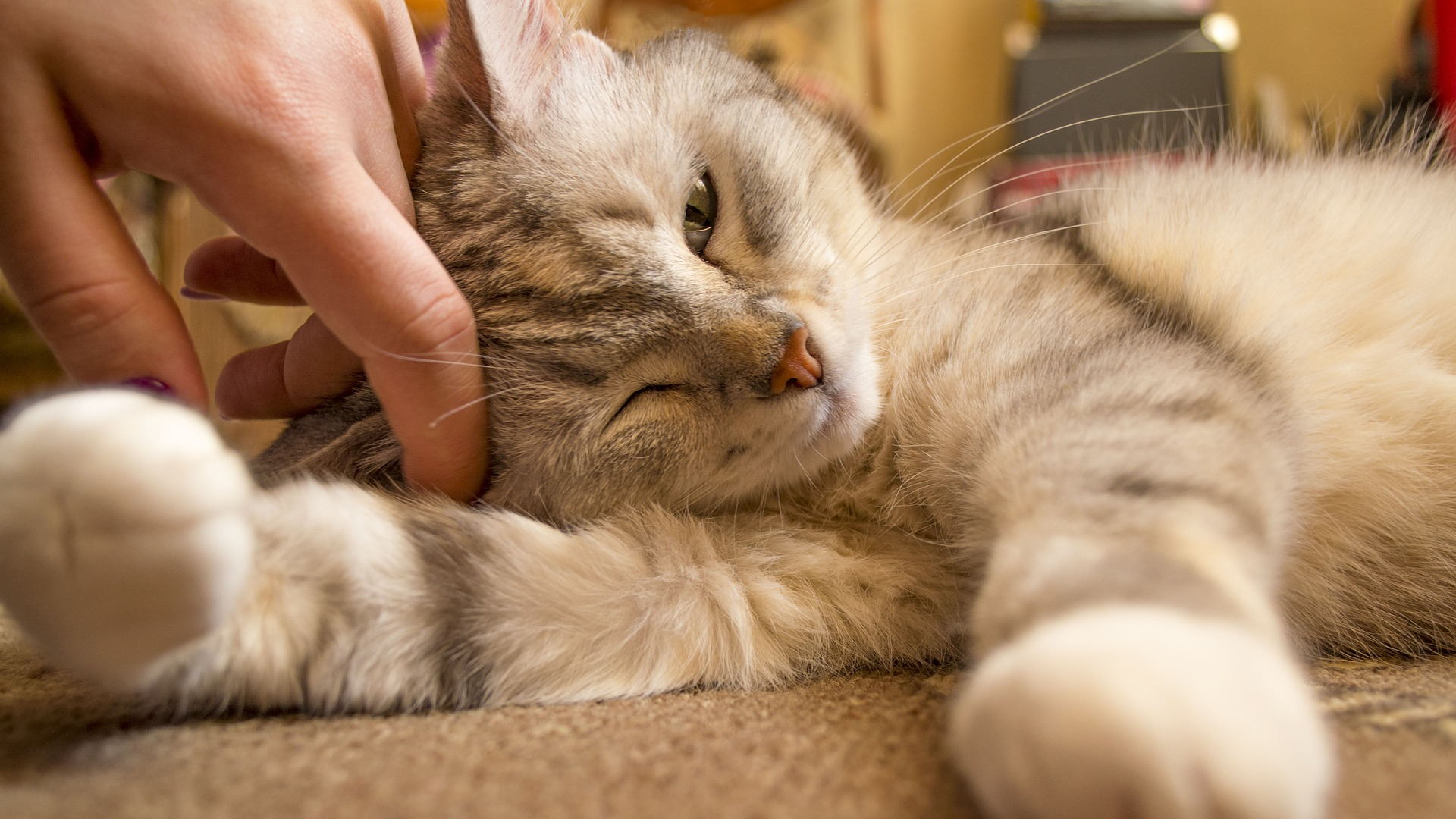 Officials Confirm Covid 19 Infection With Two Pet Cats In New York Pic 4 27 20du Cute 3373832 1920 Pixabay 5ea6eae2cec71