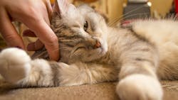 Officials Confirm Covid 19 Infection With Two Pet Cats In New York Pic 4 27 20du Cute 3373832 1920 Pixabay 5ea6eae2cec71 Officials Confirm Covid 19 Infection With Two Pet Cats In New York Pic 4 27 20du Cute 3373832 1920 Pixabay 5ea6eae2cec71