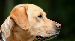 Covid 19 Detection Dogs Trial Launches Pic 5 18 20du Dog 1194083 1920 Pixabay