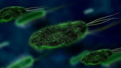 Cd47 Study May Lead To Broad Spectrum Infectious Diseases Immunotherapy Pic 6 25 20du Bacteria 106583 1920 Pixabay 5ef4bd73d6424 Cd47 Study May Lead To Broad Spectrum Infectious Diseases Immunotherapy Pic 6 25 20du Bacteria 106583 1920 Pixabay 5ef4bd73d6424