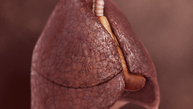 Lung Development May Explain Why Some Non Smokers Get Copd And Some Heavy Smokers Do Not Pic 6 11 20du 3517333255 1f1c27b05a O Fda Flickr 5ee24dac9d568