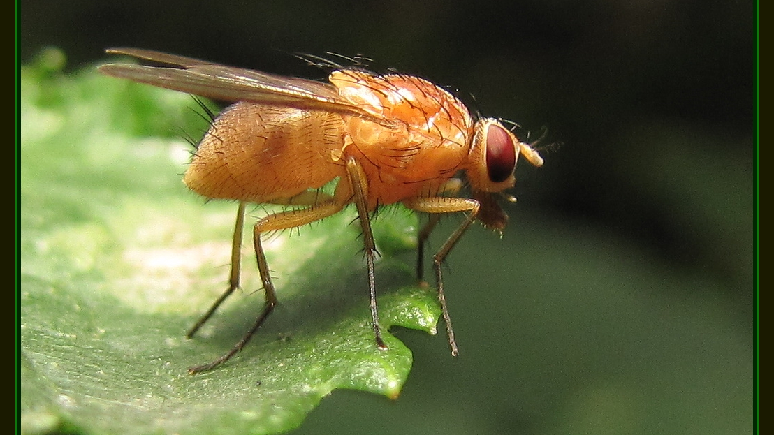 Researchers May Have Found One Path To A Longer Life Pic 7 13 20du 3948311805 6173684655 O Fda Flickr 5f0c6db5581a4