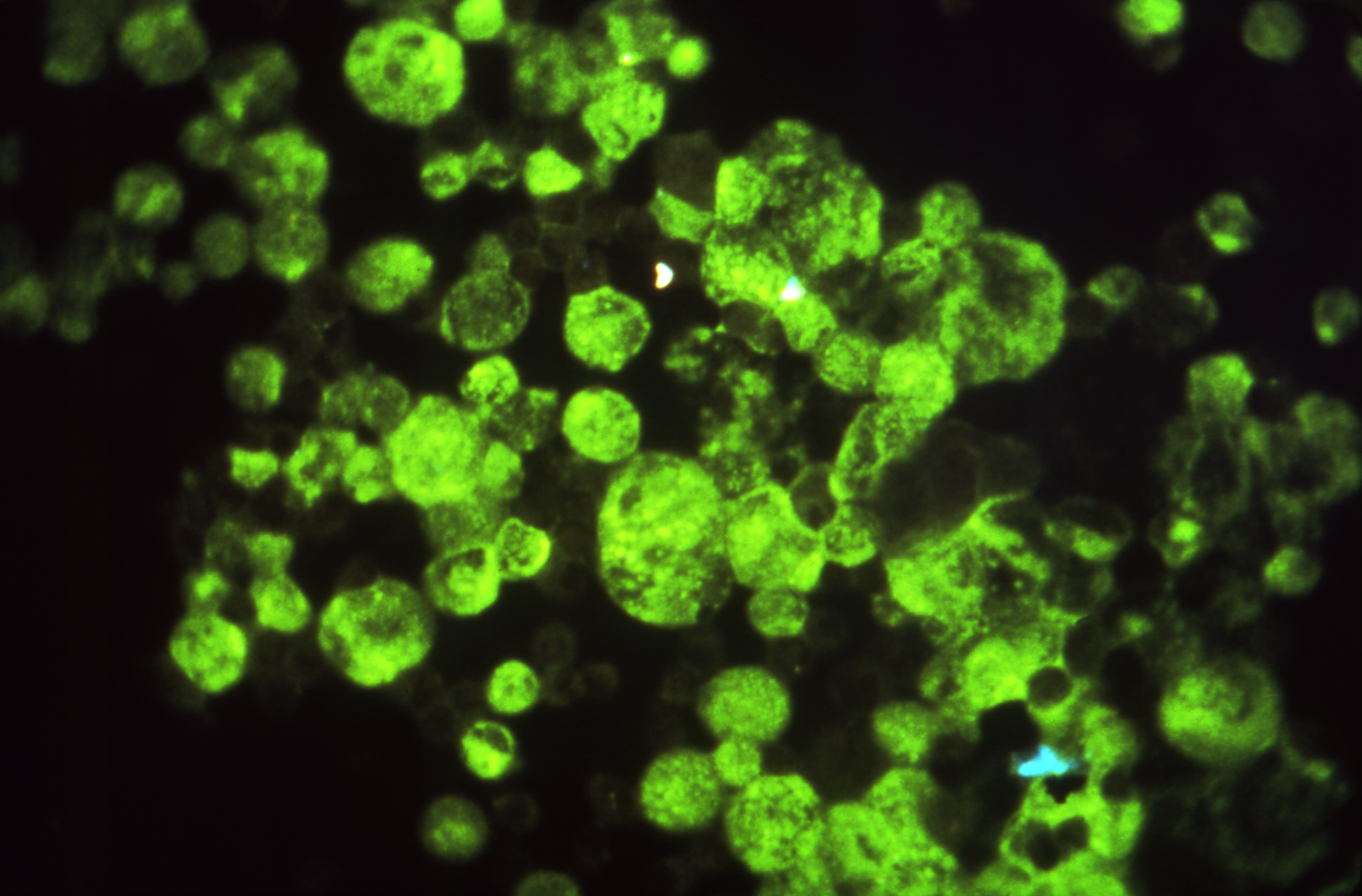 Vumc Antibodies7 21 20 From Cdcphil 5f16fab274fcf