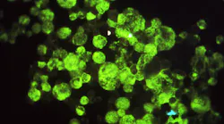 Vumc Antibodies7 21 20 From Cdcphil