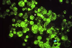 Vumc Antibodies7 21 20 From Cdcphil 5f16fab274fcf Vumc Antibodies7 21 20 From Cdcphil 5f16fab274fcf
