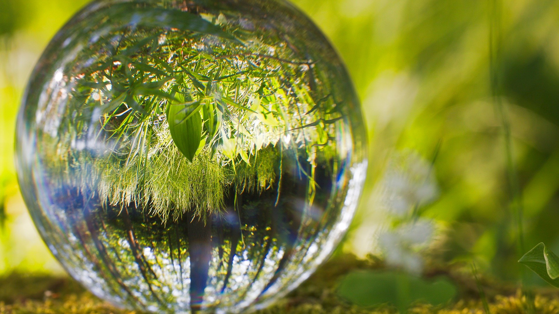 Image by Lutz Peter from Pixabay