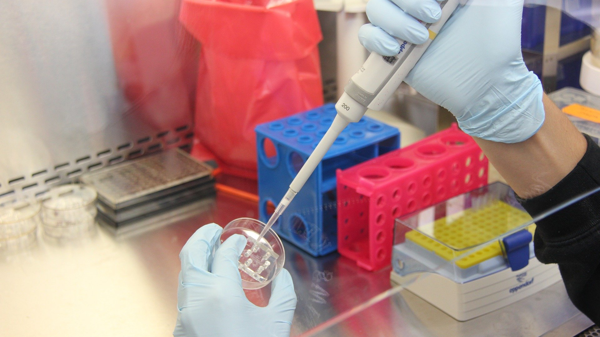 Image by mwooten from Pixabay