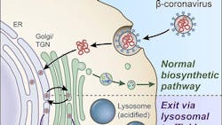 Photo courtesy of NIH Photo courtesy of NIH