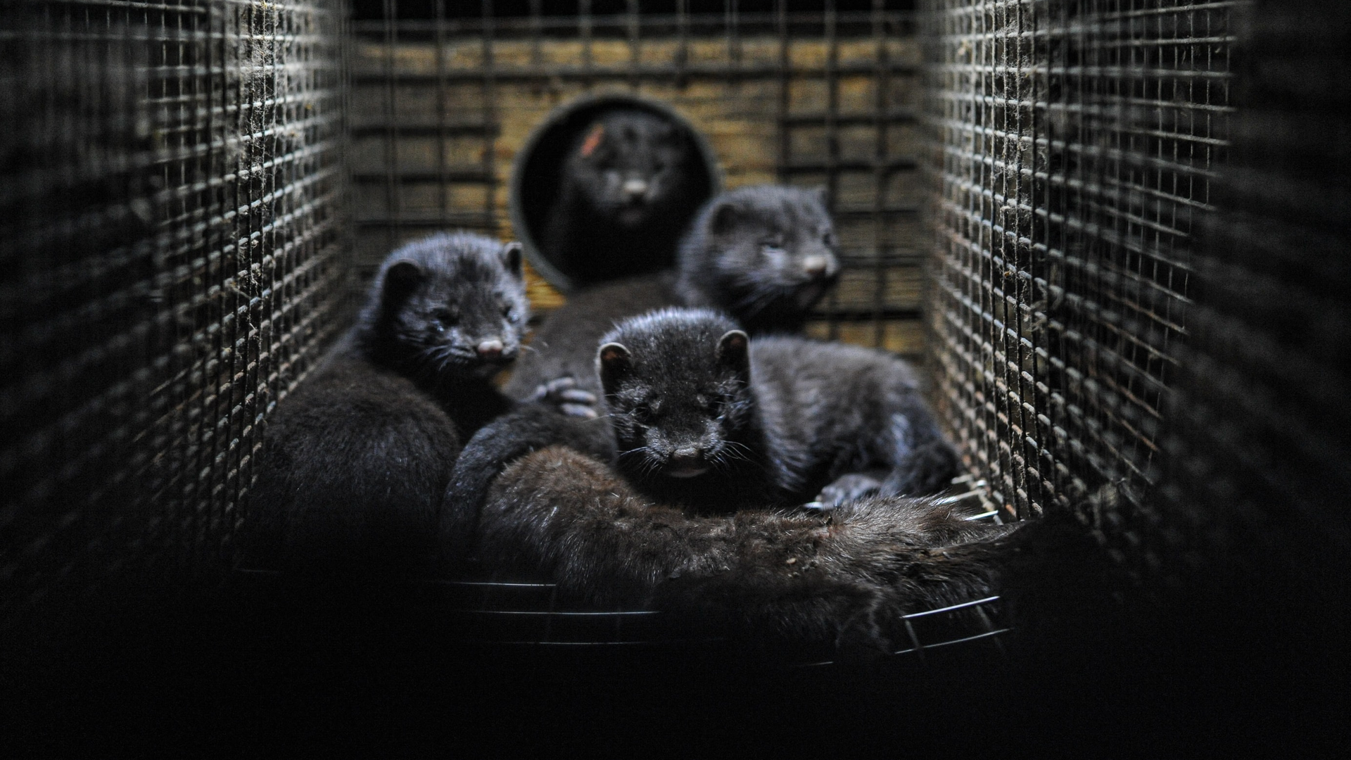 Photo by Jo-Anne McArthur on Unsplash