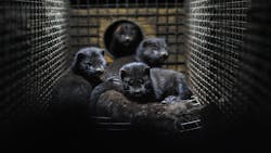 Photo by Jo-Anne McArthur on Unsplash Photo by Jo-Anne McArthur on Unsplash