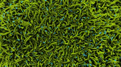Photo courtesy of NIH and NIAID