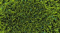 Photo courtesy of NIH and NIAID Photo courtesy of NIH and NIAID