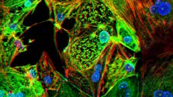 Photo courtesy of Washington University School of Medicine in St. Louis Photo courtesy of Washington University School of Medicine in St. Louis