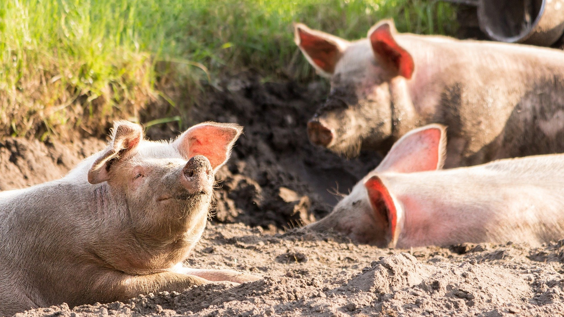 Image by Michael Strobel from Pixabay