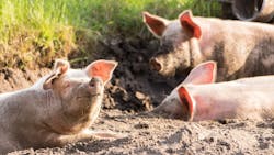 Image by Michael Strobel from Pixabay Image by Michael Strobel from Pixabay