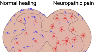 Photo courtesy of UNC School of Medicine