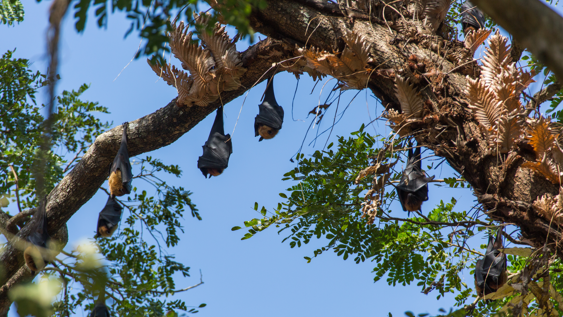 Photo courtesy of Smithsonian's National Zoo & Conservation Biology Institute
