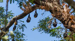 Photo courtesy of Smithsonian's National Zoo & Conservation Biology Institute