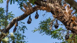 Photo courtesy of Smithsonian's National Zoo & Conservation Biology Institute Photo courtesy of Smithsonian's National Zoo & Conservation Biology Institute