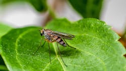 Image by Fabio Grandis from Pixabay Image by Fabio Grandis from Pixabay