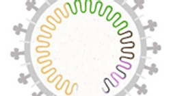 Photo courtesy of CDC Photo courtesy of CDC