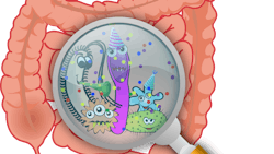 Fungi that live in the gut influence health and disease Fungi that live in the gut influence health and disease