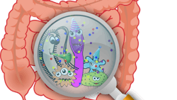 Fungi that live in the gut influence health and disease Fungi that live in the gut influence health and disease