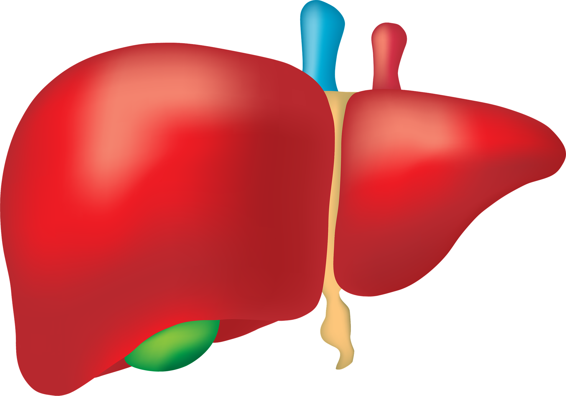 Liver Gfd3bc4c39 1920 61546c11f2043