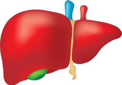 Liver Gfd3bc4c39 1920 61546c11f2043 Liver Gfd3bc4c39 1920 61546c11f2043