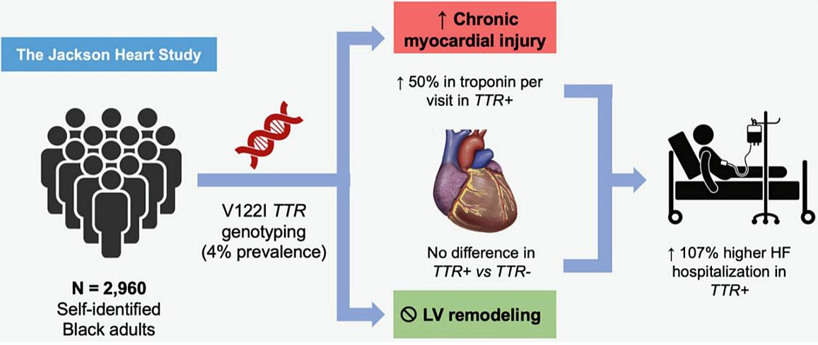 Illustration shows that the V142I variant carrier status was associated with greater downstream burden of chronic myocardial injury, higher risk of heart failure hospitalization, and lower survival-free heart failure. Coniglio, A.C. et al. JACC: Heart Failure