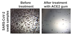 In a measure of viral load using microbubbles, the chewing gum infused with the ACE2 protein triggered a reduction in the amount of virus in samples taken from COVID-19 patients. (Image: Courtesy of the researchers) In a measure of viral load using microbubbles, the chewing gum infused with the ACE2 protein triggered a reduction in the amount of virus in samples taken from COVID-19 patients. (Image: Courtesy of the researchers)
