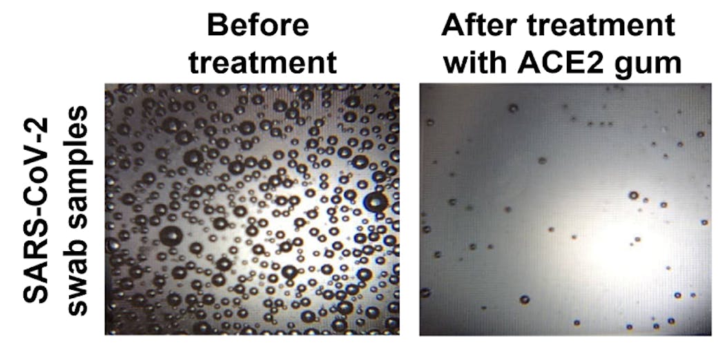 In a measure of viral load using microbubbles, the chewing gum infused with the ACE2 protein triggered a reduction in the amount of virus in samples taken from COVID-19 patients. (Image: Courtesy of the researchers)