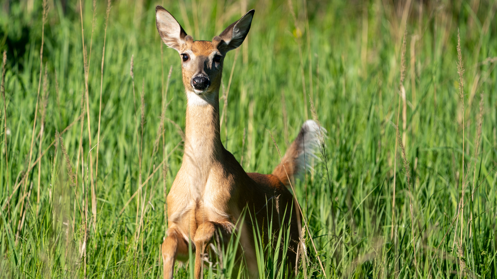 Marko Hankkila Y I2ypk Xqz Y Unsplash 61f16155ddc64