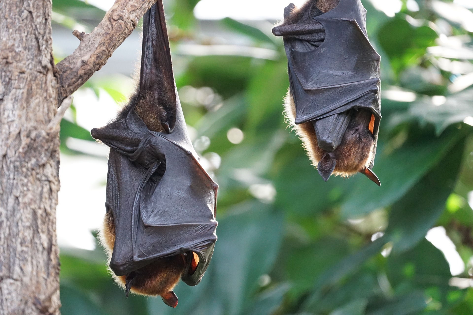 CDC reports increase in human rabies cases linked to bats in the U.S